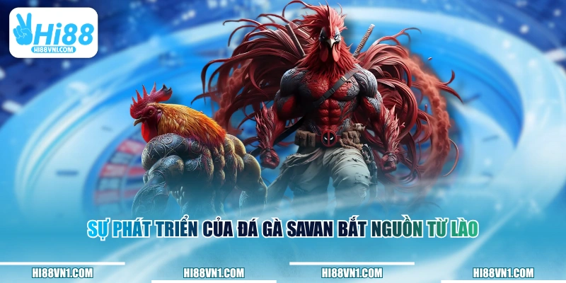 Sự phát triển của đá gà Savan bắt nguồn từ Lào